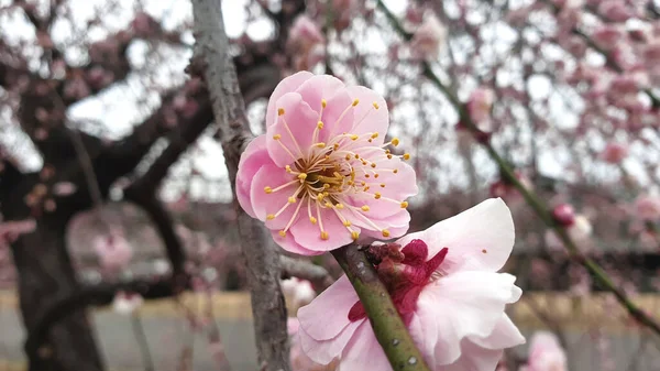 Primer Plano Flor Cerezo Primavera —  Fotos de Stock