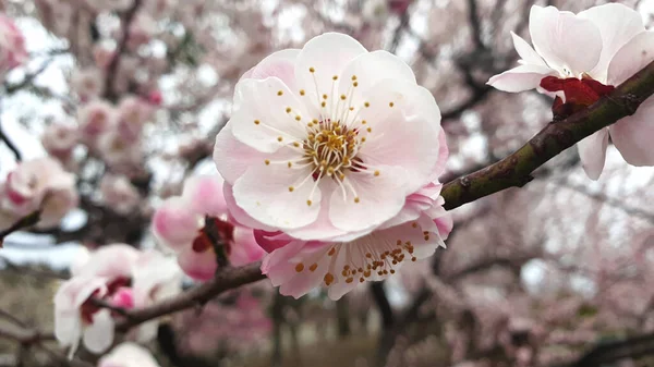 Zbliżenie Kwiat Wiśni Okresie Wiosennym — Zdjęcie stockowe