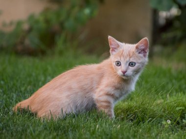 Küçük kedicik çimenlerde oynuyor. Yaklaş.