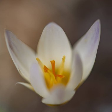 Crocus chrysanthus kar krokusu Ard Schenk
