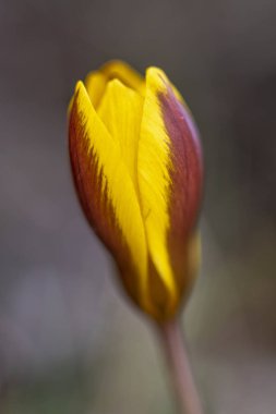 Crocus Chrisanthus Çingene Kız sarı çiçek