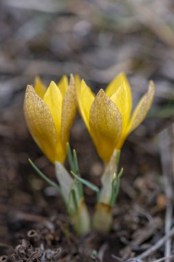 İki Crocus chrysantus sarı çiçekleri