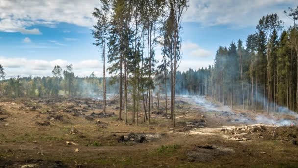 Entwaldung und Waldbrände — Stockvideo