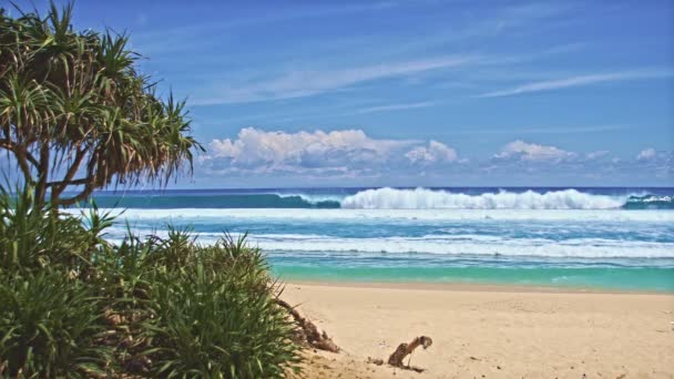 Praia do oceano com árvores verdes 2 — Vídeo de Stock