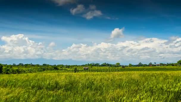 Groene rijst veld onder wolken time-lapse — Stockvideo