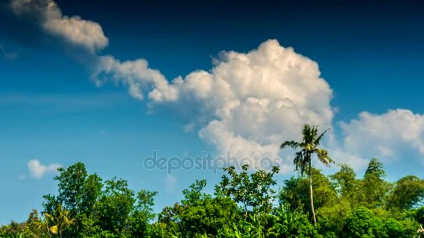 Тропические деревья и облака — стоковое видео