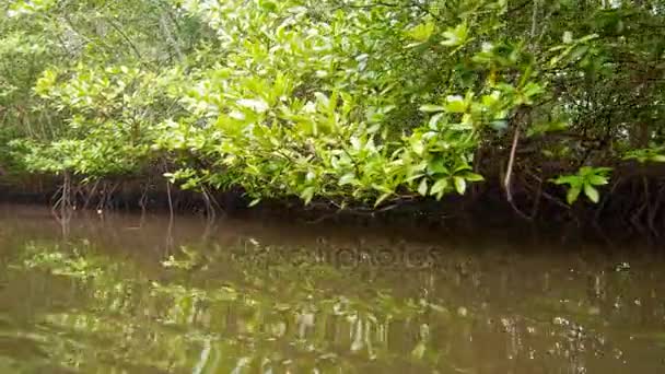 Flytande genom Mangrove — Stockvideo