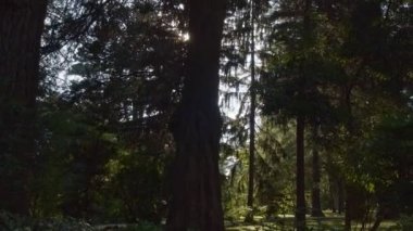 Güneşli ormanda yürümek