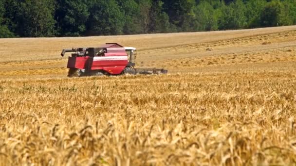 Комбайн на пшеничном поле — стоковое видео