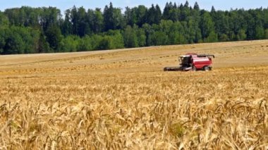 Hasat açık buğday alanında birleştirmek