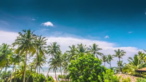 Sri Lanka sunny beach with palms — Stok video