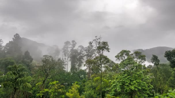 Туман рассеивается над тропическими лесами — стоковое видео