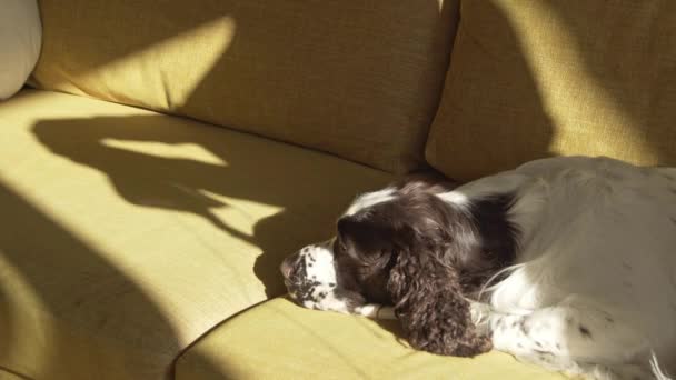 Η σκιά μιας γυναίκας που πλέκει και ενός σκύλου ξαπλωμένο στον καναπέ — Αρχείο Βίντεο