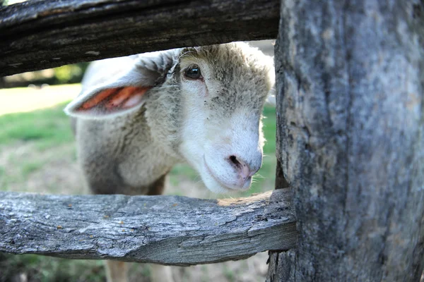 木製のフェンスの後ろに子羊 — ストック写真