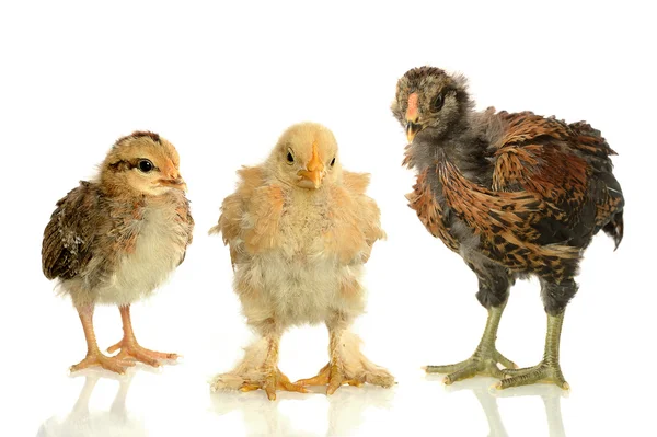 Цыплята трех разных размеров — стоковое фото