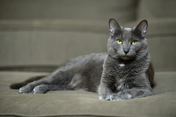 Lapisan Kucing Korat — Stok Foto