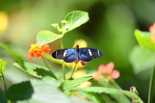 Sara longwing motyl — Zdjęcie stockowe