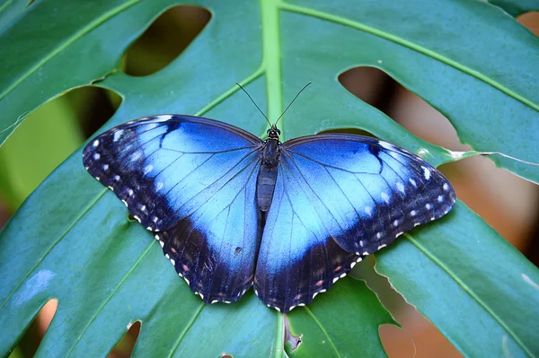 Μπλε πεταλούδα Morpho — Φωτογραφία Αρχείου