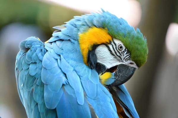 Macaw grooming höyhenet — kuvapankkivalokuva