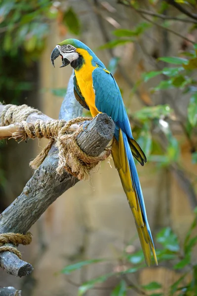 Macaw kyydissä puussa — kuvapankkivalokuva