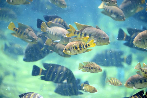 Tilapia Peixe subaquático — Fotografia de Stock