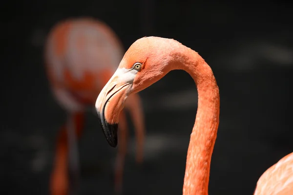 Головка фламинго — стоковое фото