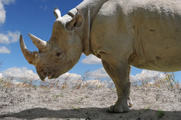縦断ビューの Rhinocerous — ストック写真