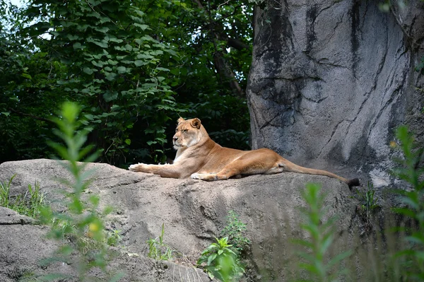 岩の上のライオン — ストック写真