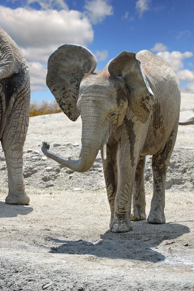 Молодой африканский слон на открытом воздухе — стоковое фото