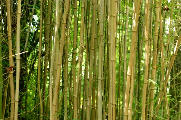 Bosque de bambú durante el día —  Fotos de Stock