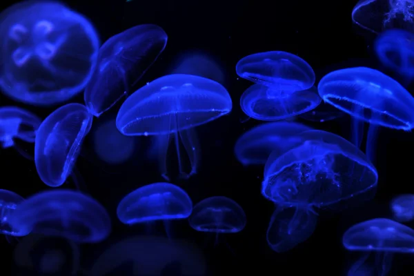 Scuola di meduse lunari — Foto Stock