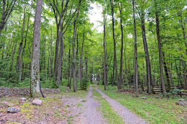 Toprak yol ile orman