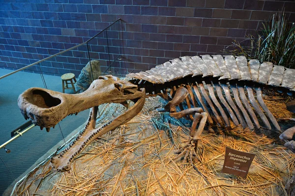 Sarcosuchus skelett på Children's Museum of Indianapolis — Stockfoto