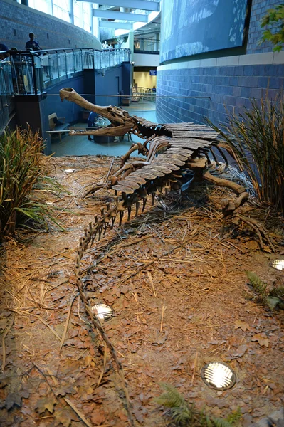 Szkielet Sarcosuchus Muzeum dla dzieci w Indianapolis — Zdjęcie stockowe