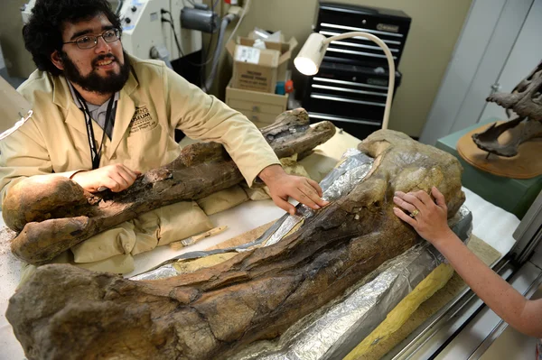 Fossil Worker at Indianapolis Children's Museum — Stock Photo, Image