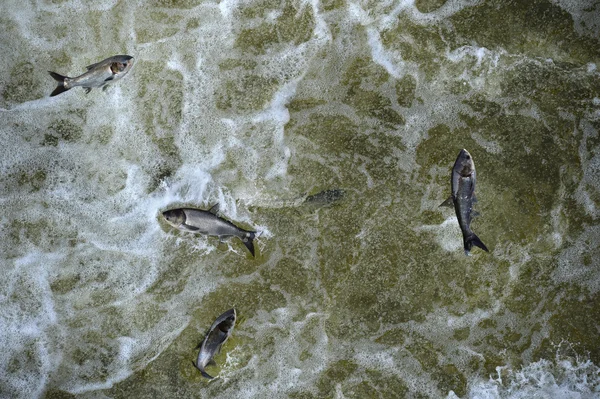 Ασιατικές κυπρίνου στη Tailwaters του φράγματος Bagnell — Φωτογραφία Αρχείου