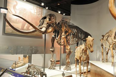 Chicago alan müzesinde mamut iskelet