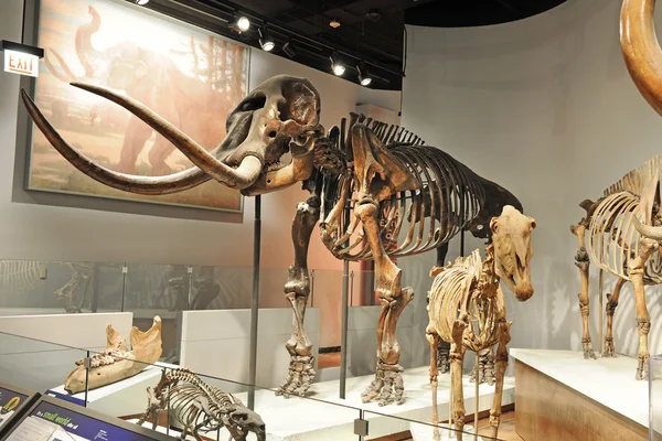 Chicago alan müzesinde mamut iskelet — Stok fotoğraf