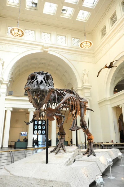 Tyrannosaurus Rex Sue no Museu Field em Chicago — Fotografia de Stock