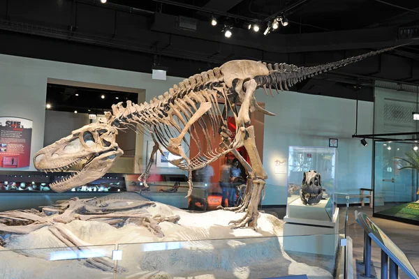 Tyrannosaurus Rex Sue at Field Museum in Chicago — Stock fotografie