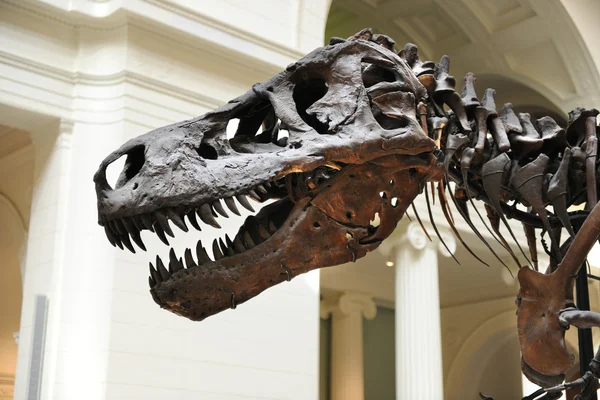Tyrannosaurus Rex Sue at Field Museum in Chicago — Stock Photo, Image