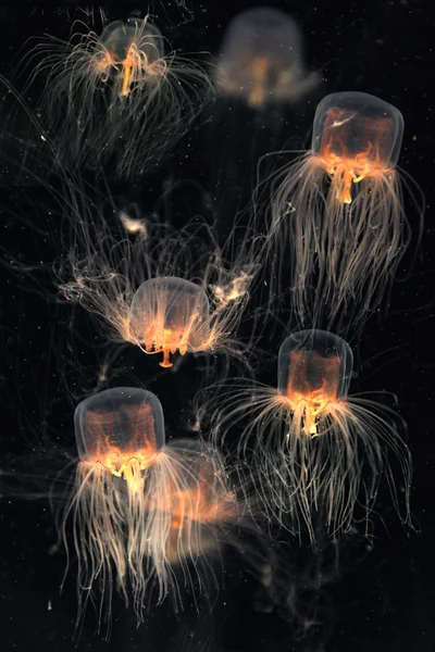 School of Box Jellyfish — Stock Photo, Image