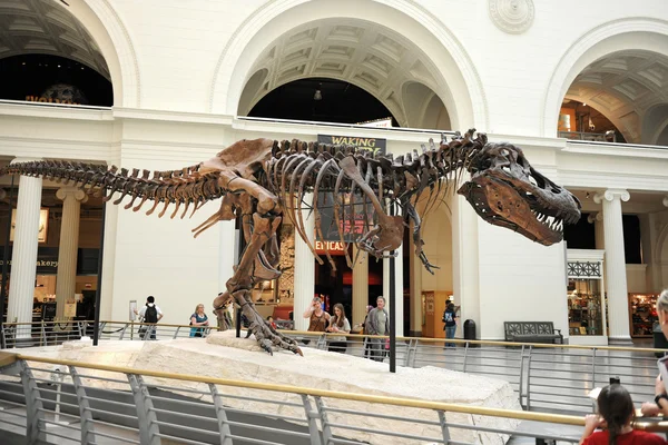 Tyrannosaurus rex klagt im Feldmuseum in Chicago — Stockfoto