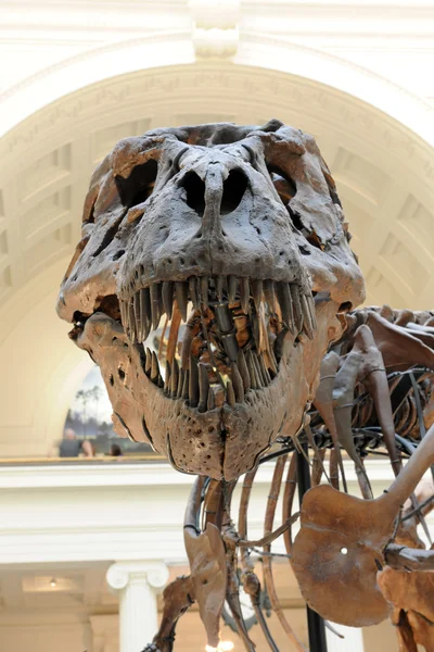 Сью Tyrannosaurus Rex на польового музею в Чикаго Стокова Картинка