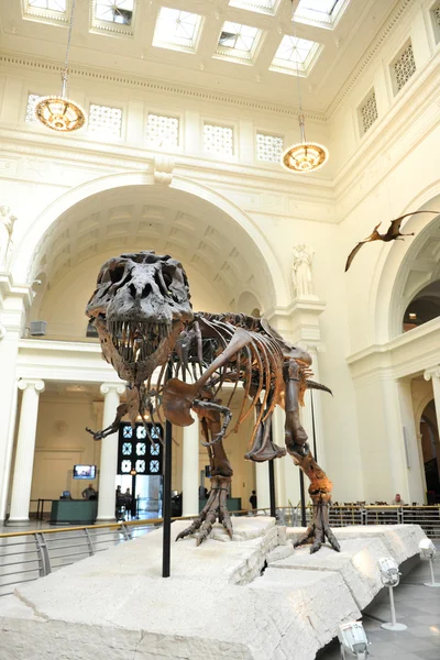 Tyrannosaurus Rex Sue Chicago alan Müzesi'nde - Stok İmaj