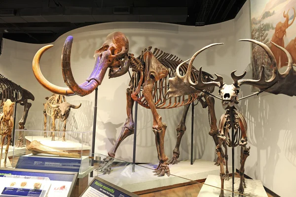 Alan müzesinde mamut iskelet — Stok fotoğraf