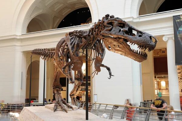 Tyrannosaurus Rex Sue no Museu Field em Chicago — Fotografia de Stock