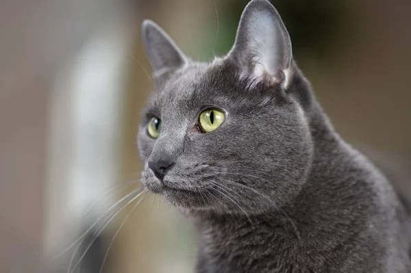 Korat Cat en primer plano — Foto de Stock