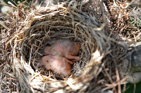 Nový narozen Robin ptáci — Stock fotografie