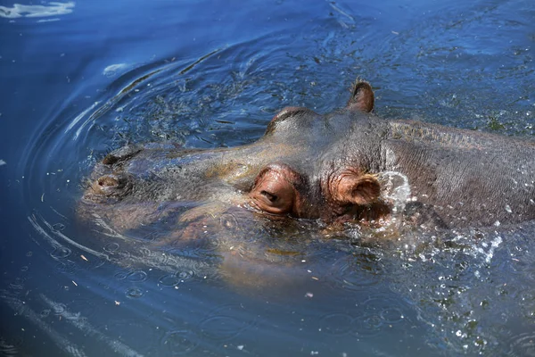 水の中のカバの頭 — ストック写真